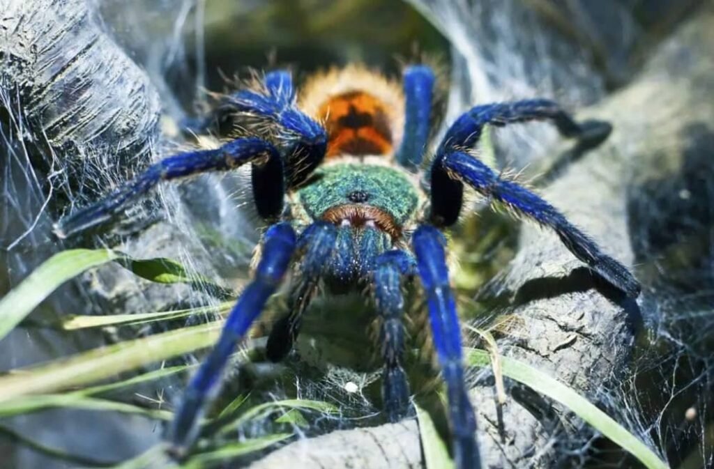 GREEN BOTTLE BLUE TARANTULA SPINNING WEB